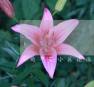 丽华苑小区违法建设 丽华苑小区违法建设
