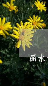丽水公民怎么检举违法停车 丽水公民怎么检举违法停车