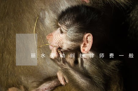 丽水劳动纠纷律师费一般多少钱 丽水劳动纠纷律师费一般多少钱