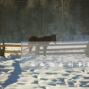 丽水地区刑事律师推荐 丽水地区刑事律师推荐