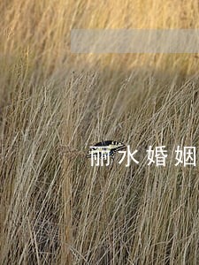 丽水婚姻房产分割律师律所 丽水婚姻房产分割律师律所