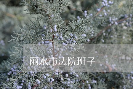 丽水市法院班子 丽水市法院班子