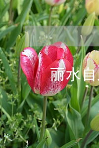 丽水自助违法处理平台 丽水自助违法处理平台