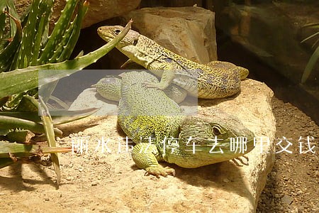 丽水违法停车去哪里交钱 丽水违法停车去哪里交钱