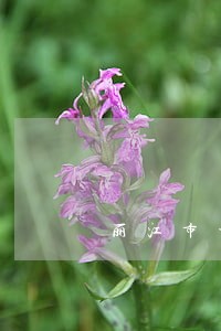 丽江市古城区司法拍卖 丽江市古城区司法拍卖