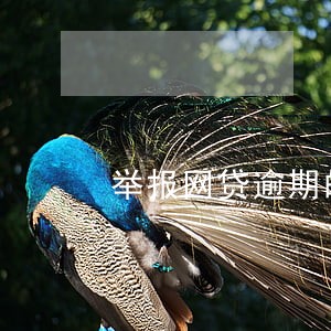 举报网贷逾期的人多吗 举报网贷逾期的人多吗