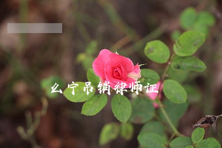 么宁吊销律师证 么宁吊销律师证