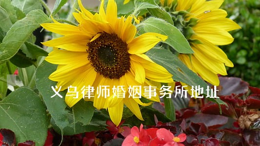 义乌律师婚姻事务所地址