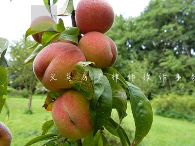 义乌房产律师律师事务所 义乌房产律师律师事务所