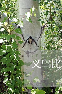 义乌比较好的涉外婚姻律师 义乌比较好的涉外婚姻律师