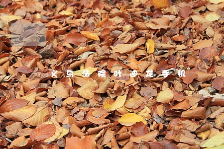 义乌法院叶迪龙手机 义乌法院叶迪龙手机