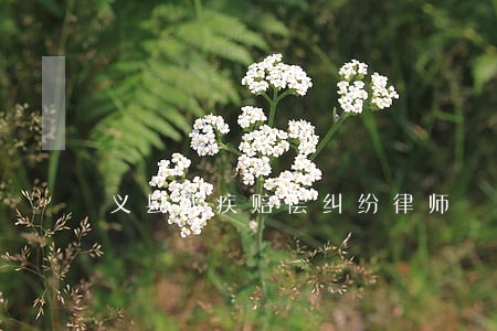 义县残疾赔偿纠纷律师