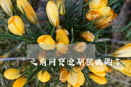 之前网贷逾期被收购了 之前网贷逾期被收购了