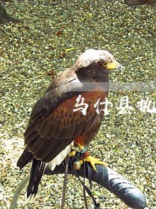乌什县执行程序律师 乌什县执行程序律师