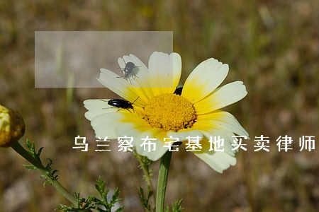 乌兰察布宅基地买卖律师