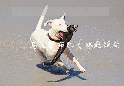 乌兰察布巴音锡勒镇局 乌兰察布巴音锡勒镇局