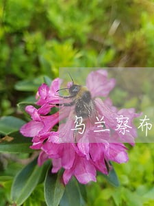 乌兰察布房地产律师网站 乌兰察布房地产律师网站