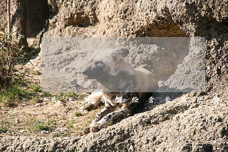 乌兰察布盟经营管理法律咨询网