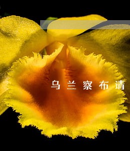 乌兰察布请侵权损害赔偿律师 乌兰察布请侵权损害赔偿律师