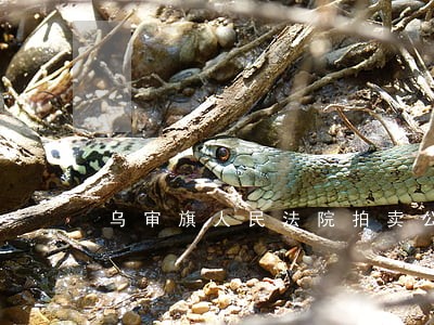 乌审旗人民法院拍卖公告 乌审旗人民法院拍卖公告