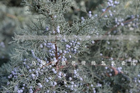 乌审旗债务律师怎么委托