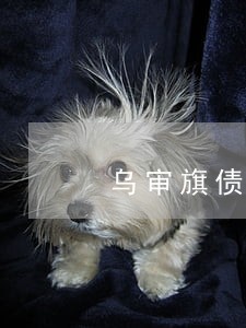 乌审旗债务担保律师电话