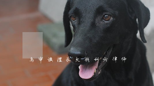 乌审旗擅长欠钱纠纷律师 乌审旗擅长欠钱纠纷律师