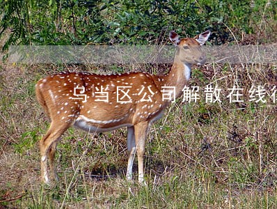 乌当区公司解散在线律师咨询