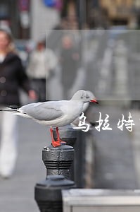 乌拉特中旗医疗纠纷律师查询