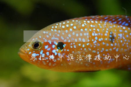 乌拉特中旗法律援助中心 乌拉特中旗法律援助中心