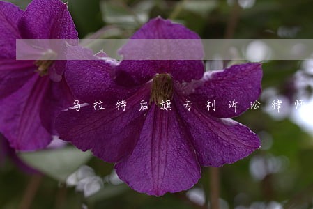 乌拉特后旗专利诉讼律师 乌拉特后旗专利诉讼律师