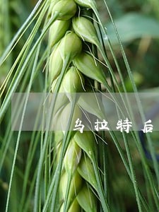 乌拉特后旗个人税收筹划律师 乌拉特后旗个人税收筹划律师