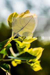 乌桕涂白方法制新剂配树干 乌桕涂白方法制新剂配树干