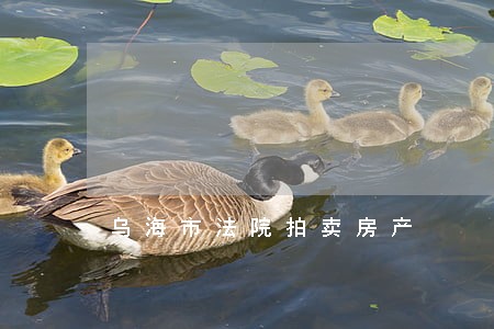 乌海市法院拍卖房产