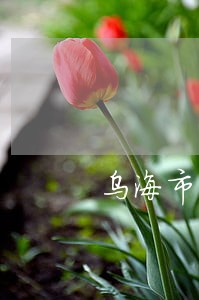 乌海市窝藏包庇罪律师咨询 乌海市窝藏包庇罪律师咨询