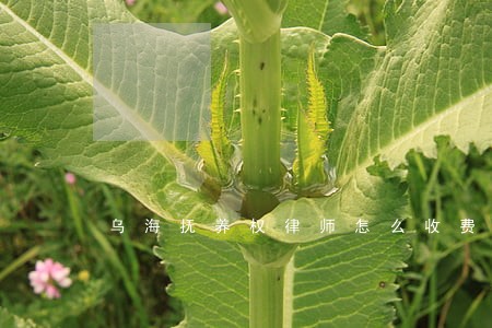 乌海抚养权律师怎么收费 乌海抚养权律师怎么收费