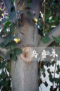 乌鲁木齐专业租赁合同律师