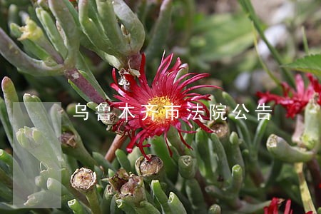 乌鲁木齐市法院公告