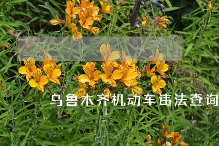乌鲁木齐机动车违法查询系统 乌鲁木齐机动车违法查询系统