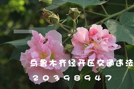乌鲁木齐经开区交通违法抓拍/2023020398947