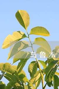 乌鲁木齐网上诉讼平台