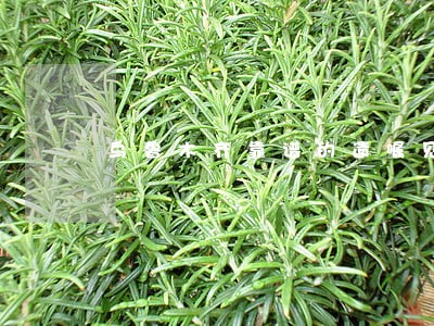 乌鲁木齐靠谱的遗嘱见证律师