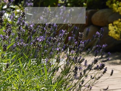 乐与律师 乐与律师