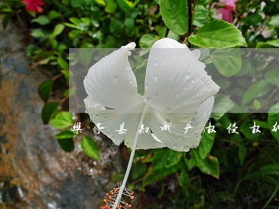 乐亭县知识产权侵权纠纷律师 乐亭县知识产权侵权纠纷律师