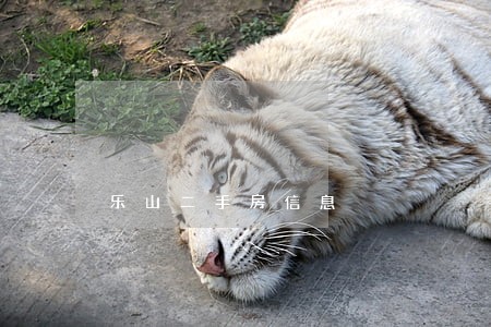 乐山二手房信息 乐山二手房信息