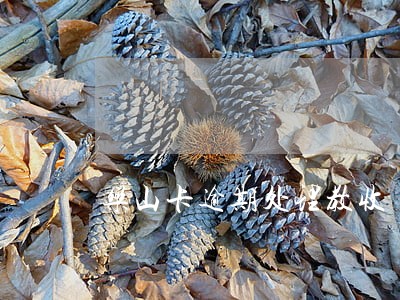 乐山卡逾期处理教收