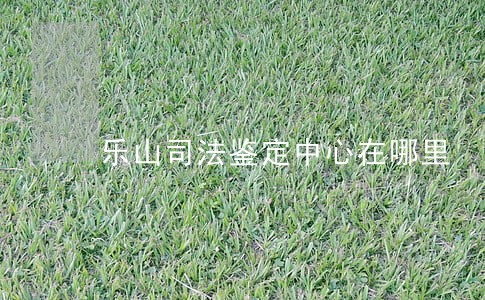 乐山司法鉴定中心在哪里 乐山司法鉴定中心在哪里