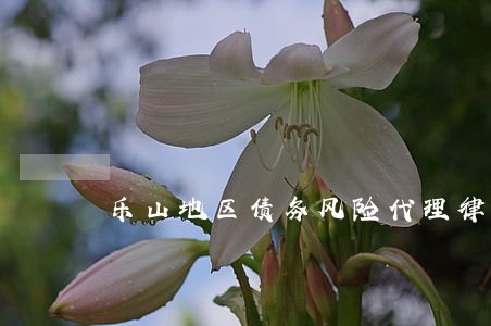 乐山地区债务风险代理律师网 乐山地区债务风险代理律师网