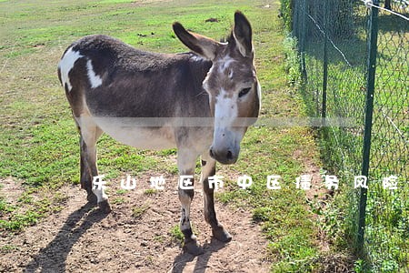 乐山地区市中区债务风险代理律师 乐山地区市中区债务风险代理律师