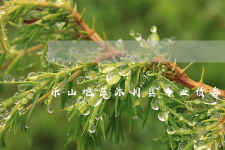 乐山地区沐川县专业债务律师 乐山地区沐川县专业债务律师